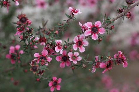 New Zealand Tea Tree - Manuka Manuka Plant, Flowering Bushes, Bush Plant, Perennial Shrubs, Fruit Plants, Nature Garden, Flower Tea, Beautiful Tree, Dream Garden