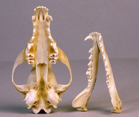 Red Fox skull Skull of Red Fox, ventral view   Condylobasal length - 136mm Fox Skeleton, Fox Reference, Animal Skull Side View, Red Fox Skull, Canine Anatomy, Bone Anatomy, Fox Bones, Animal Skull In Forest, Fox Skull