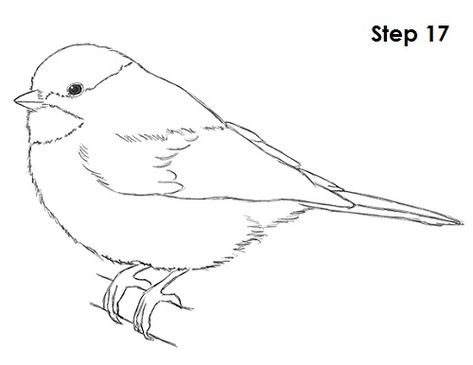 Chickadee Bird Drawing 17 Chickadee Drawing, Animal Tutorial, Bird Outline, Bird Coloring, Chickadee Bird, Bird Drawing, Bird Coloring Pages, Wood Painting, Outline Drawings