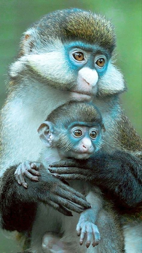 Sea Monkeys Pets, Monkey Breeds, Group Of Monkeys Pictures, Zoo Animals Photography, Regard Animal, Indian Monkey Photography, Little Animals, Wildlife Reserve, Animals Amazing