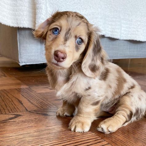 Available Puppies - Quality Dachshund Puppies Dapple Dachshund Miniature, Daschund Puppies, Dachshund Puppy Long Haired, Dapple Dachshund Puppy, Puppies For Sale Near Me, Baby Dachshund, Dachshund Puppies For Sale, Dachshund Puppy Miniature, Dapple Dachshund