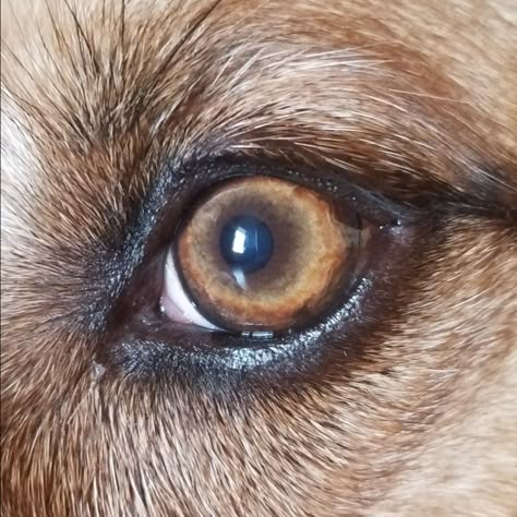 Dog Eye Painting, Colored Pencil Dog Portraits, How To Draw Dog Eyes, Dog Eye Drawing, Dog Eyes Drawing, Animal Eyes Drawing, Dogs Eyes, Dog Drawing Tutorial, Regard Animal