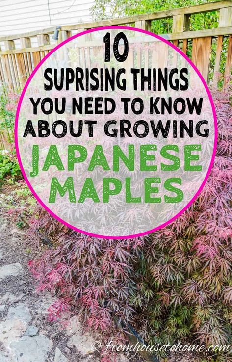 I love these tips on growing Japanese Maples! I didn't know that they grew in the shade and make great container plants, plus all the great information on fertilizing and pruning.  #fromhousetohome #japanesemaples #shadegarden #tree #gardeningtips #gardenideas #japanesegarden #shadelovingshrubs #trees #backyardlandscaping Acer Trees Garden, Japanese Maple And Hydrangea, Asian Inspired Landscaping Front Yards, Japanese Trees Landscape, Types Of Japanese Maple Trees, Japanese Maple Tree Care, Allotment Planning, Japanese Maple Tree Landscape, Maple Tree Landscape