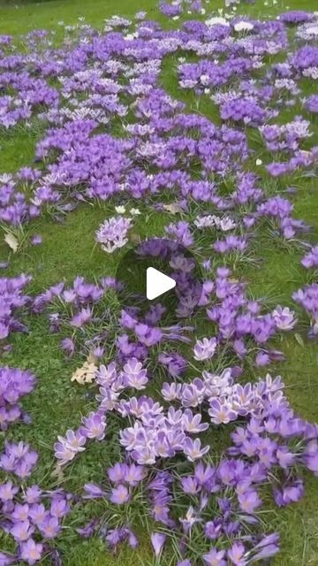 Crocus Planting Ideas, Planting Crocus Bulbs, Crocus Landscaping, Crocus Lawn, Crocus Garden, Spring Bulbs Garden, Crocus Flowers, Crocus Bulbs, Crocus Flower