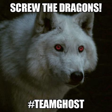 Image may contain: meme and text Game Of Thrones Ghost, Game Of Thrones Wolves, Stark Direwolf, John Snow, Ghost Games, Dead Dog, Black Castle, Dire Wolf, Wild Creatures