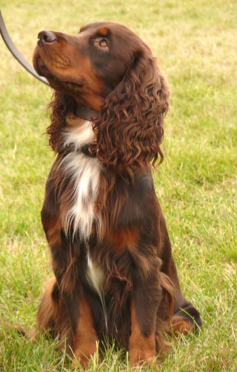 Cocker Spaniel Colors, Sussex Spaniel, Working Cocker, Cocker Spaniel Puppies, Cocker Spaniel Dog, English Cocker, English Cocker Spaniel, Cocker Spaniels, Spaniel Puppies