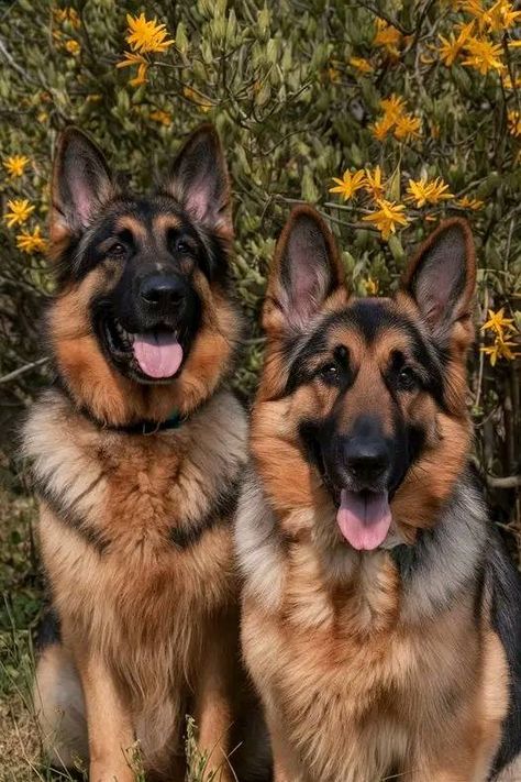 German Shepherd Lovers Clab | Excellent Photography 🥰❤️ | Facebook Big German Shepherd Dogs, German Shepherd Aesthetic, Big German Shepherd, Sheperd Dogs, Baby German Shepherds, German Sheperd Dogs, 2 Dogs, Life Vision, Shepherd Puppies