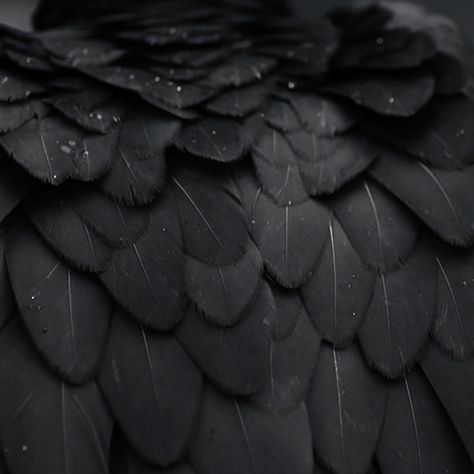 Kujou Sara Aesthetic, Fallen Angel Aesthetic, Kujou Sara, Raven Feather, Raven Wings, Raven Bird, Raven Queen, Angel Aesthetic, Black Wings