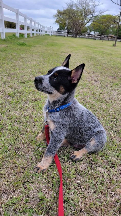 Blue Healers Dog, American Cattle Dog, Pfp Dog, Red Heeler Dog, Dog Easter Basket, Blue Heeler Puppy, Blue Healer, Australian Cattle Dog Puppy, Cattle Dog Puppy