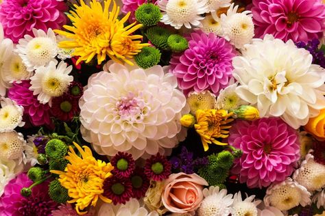 Chrysanthemums, also known as mums, are fall-favorite flowers that are actually perennials. Here's what to know to grow and propagate them. Potted Mums, Planting Mums, Garden Mum, Spider Mums, Seed Starting Mix, Coral Bells, Favorite Flowers, Seed Starting, Fall Favorites