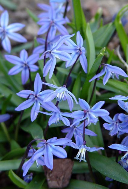 Scilla Flower, Siberian Squill, Shade Garden Plants, Blue And Purple Flowers, Garden Bulbs, Blue Garden, Spring Bulbs, Woodland Garden, Flower Fairies