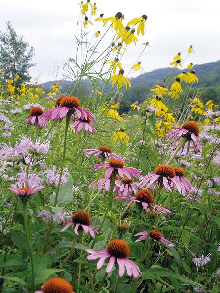 Coneflower Seeds, Yellow Coneflower, Wild Bergamot, Prairie Flowers, Purple Coneflower, Prairie Garden, Moon Nursery, Meadow Garden, Floral Composition