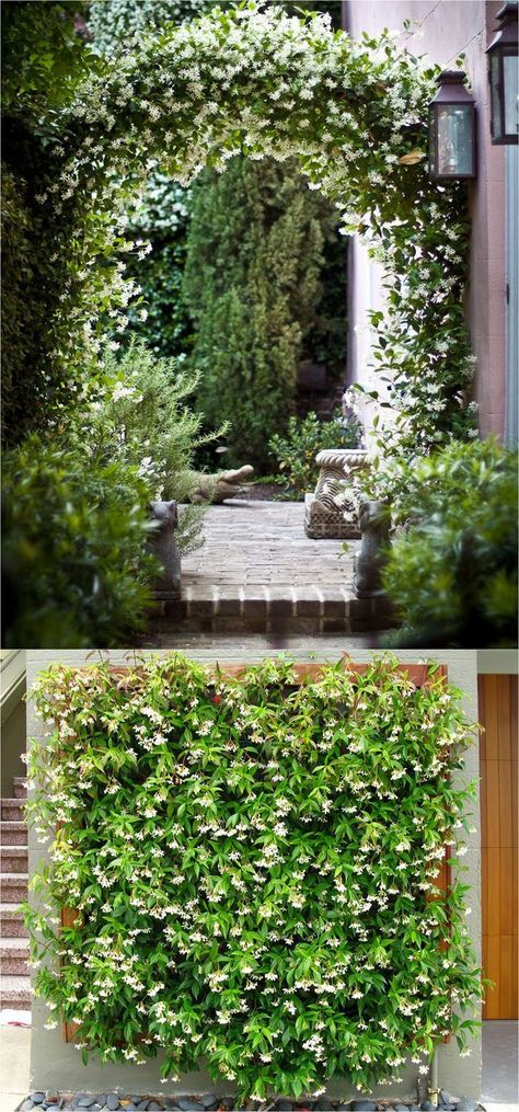 20+ favorite easy-to-grow fragrant flowering vines for year-round beauty. Plant them for an arbor, pergola or fence to create gorgeous outdoor rooms! - A Piece Of Rainbow Vine Fence, Fast Growing Flowers, Climbing Flowers, Growing Vines, Garden Vines, Meteor Garden 2018, Backyard Pergola, Climbing Vines, Diy Pergola