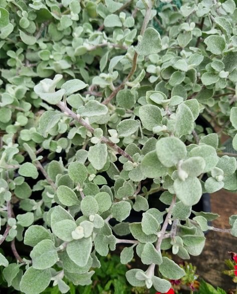 Pittosporum Silver Sheen, Helichrysum Petiolare, Licorice Plant, Silver Plant, Patio Pots, Beautiful Websites, Cream Flowers, Perennial Garden, Types Of Plants