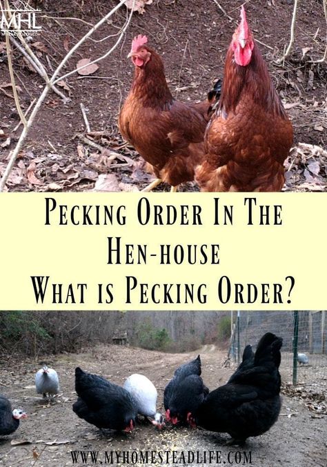 Simple Animals, Chicken Pecking, Chicken Poop, Pecking Order, Tidy House, Homestead Life, Chicken Keeping, Livestock Farming, Large Dog Crate