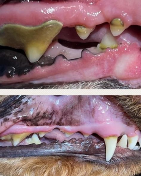 Do your dog’s teeth look like this?🦷 Do they have bad breath?😷 Do you want to get results like THIS? 🦷🪥✨ Then Sedation-Free Dog Teeth Cleaning might be for you! 😁 Avoiding the risks of anaesthesia, this quick, easy, pain-free service will remove tartar and plaque from your dog’s teeth and freshen their breath! 🦠 All in 1 hour or less! 🐶🐾 Thanks to @thetoothfurry.ca this excellent service will be available at our location on September 3rd! Call to book your appointment today 🤍🖤 (778-532-5721... How To Remove Plaque, Dogs Teeth, Plaque Removal, Dog Teeth Cleaning, Dog Teeth, Free Dogs, Free Service, August 15, Book Your Appointment