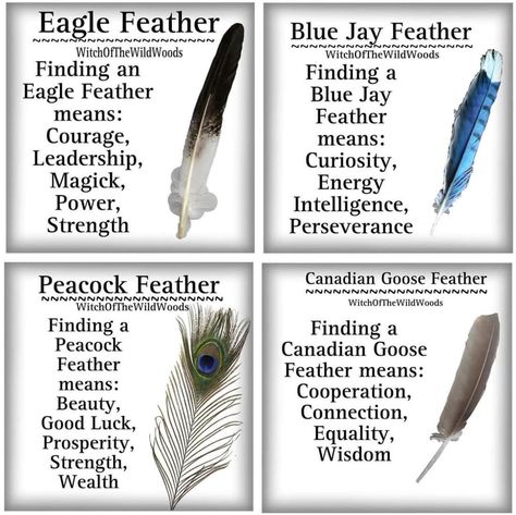 Peacock Feather Meaning, Feather Color Meaning, Feather Magic, Finding Feathers, Feather Symbolism, Feather Meaning, Witch Spells, Witch Tips, Animal Spirit Guides