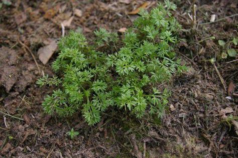 Are sticker weeds invading your lawn? Here's how to remove and prevent them. | Home/Garden | nola.com Grass Sticker, Weeds In Lawn, Yard Care, Seed Pods, Seed Starting, Lawn And Garden, Lawn Care, Lawn Garden, Lawn