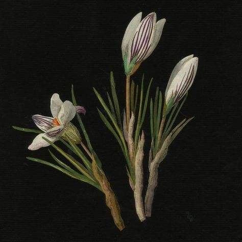 British Museum on Instagram: “🌷 Here are Mary Delany’s wonderful flower collages to brighten up your day ✨ Often mistaken for watercolours, these floral creations are…” Mary Delany, Flower Collage, Beautiful Collage, The British Museum, Custom Art Print, Wonderful Flowers, Museum Shop, Dark Floral, Flower Illustration