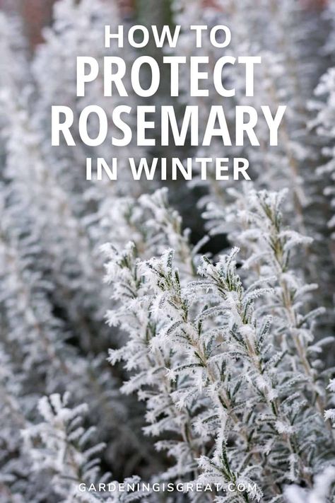 How To Protect Rosemary In Winter - Gardening is Great How To Bring Rosemary Inside, Rosemary By Your Garden Gate, Is Rosemary A Perennial, Harvesting Rosemary, Rosemary Winter, Uses For Rosemary, Winter Garden Ideas, Prune Rosemary, Rosemary Plant Care