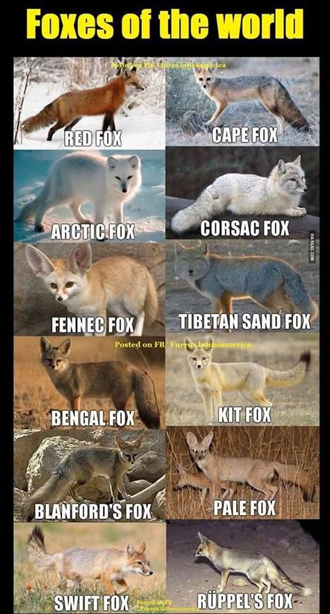 Fox Types, Types Of Foxes, Fox Breeds, Fox Journal, Fox Facts, Swift Fox, Fox Photo, Fox Photos, Happy Fox