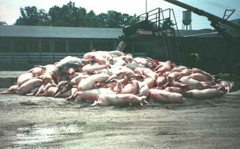 Pig Exploitation - Factory Farming - 24-a 1 Billion Dollars, Poor You, Respect Life, Factory Farming, Why Vegan, Pig Farming, The Barbarians, Photo Journal, Water Quality