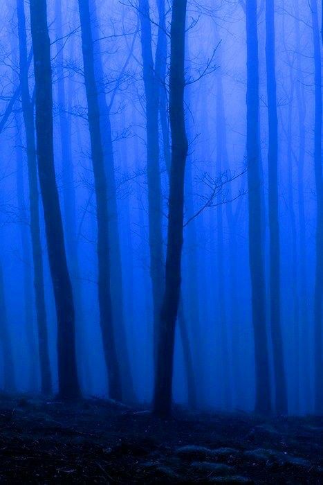 Blue Forest Aesthetic, Photo Bleu, Baba Jaga, Blue Aesthetics, Ravenclaw Aesthetic, Blue Aesthetic Dark, Forest Aesthetic, Everything Is Blue, Foggy Forest