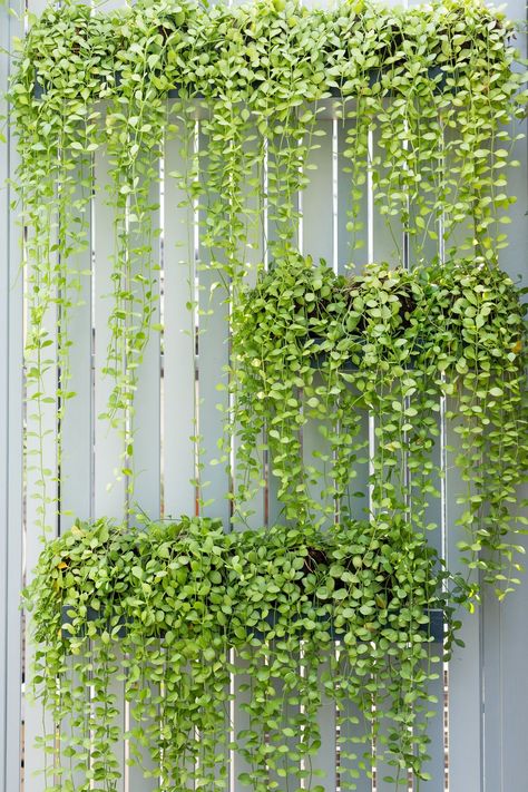 Vertical Garden Systems, Garden Wall Designs, Vertical Garden Indoor, Vertical Garden Design, Vertical Garden Wall, Vertical Garden Diy, Small Backyard Gardens, Walled Garden, Fence Landscaping