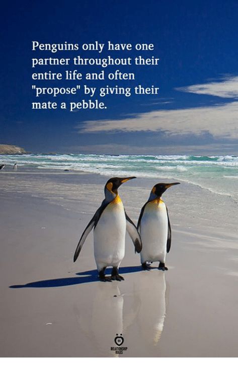 Penguin Love Quotes, Penguin Quotes, Penguin Facts, Penguin Day, Luckiest Girl Alive, Penguin Pictures, Soul Journey, Penguin Love, Animal Symbolism