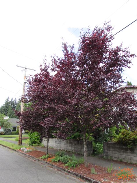 Purple Plum Tree, Purple Leaf Plum Tree, Purple Leaf Sand Cherry, Katsura Tree, West Coast Canada, Urban Forestry, Purple Leaves, Urban Forest, Purple Plants