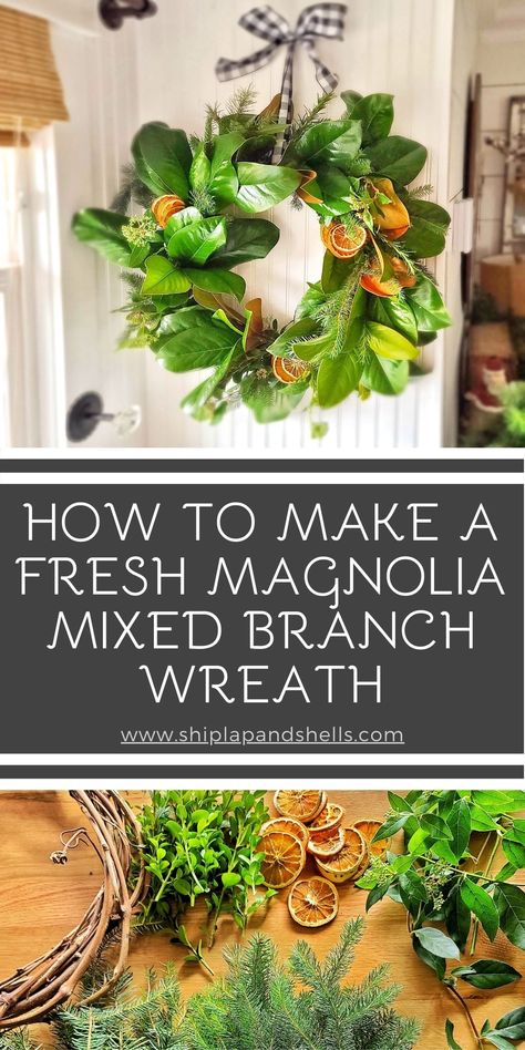 This easy-to-make DIY fresh magnolia leaf wreath is perfect for the fall season, as well as the holidays. Shiplap and Shells will share how to incorporate not only magnolia leaves but mixed branches of all kinds and dried oranges. Live Wreaths, Magnolia Leaves Christmas, Magnolia Christmas Decor, Diy Magnolia Wreath, Magnolia Leaf Wreath, Branch Wreath, Magnolia Leaf, 2023 Ideas, Magnolia Branch