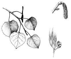 Tree Tat, Nerdy Tattoos, Aspen Art, Leaf Tattoo, Aspen Tree, Aspen Leaf, Hand Rail, April Flowers, Tree Tattoo Designs