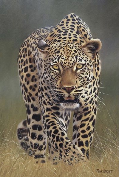 Leopard Pictures, Big Cat Tattoo, Leopard Art, Tiger Pictures, Creation Photo, Wildlife Artwork, Wild Animals Pictures, Exotic Cats, Big Cats Art