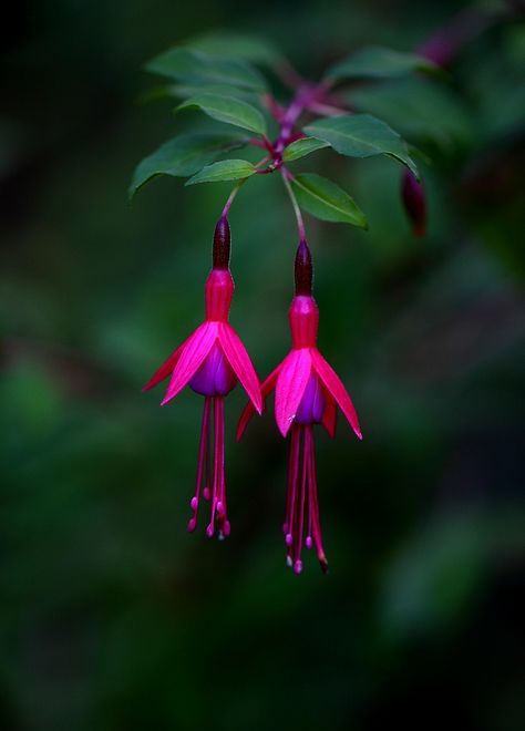 Flowers Hanging, Fuchsia Flowers, Rare Flowers, Arte Floral, Exotic Flowers, Flower Beauty, Beautiful Blooms, Flowers Nature, Amazing Flowers