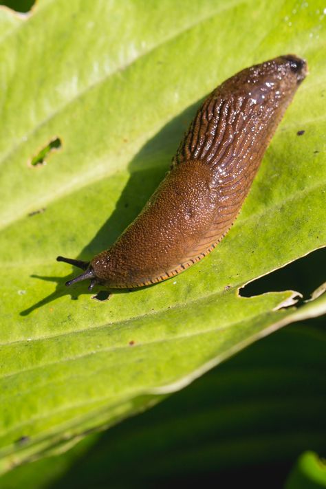 How To Stop Slugs Naturally - 5 Great Methods For Controlling Slugs! Getting Rid Of Slugs, Tomato And Onion Salad, Kitchen Ingredients, Tomato Salad Recipes, Summertime Recipes, Diy Pest Control, Plastic Food Containers, Garden Weeds, Annual Flowers