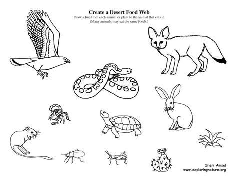 Create a desert food web Food Web Worksheet, Bio Diversity, Desert Food, First Grade Lessons, 2nd Grade Math Worksheets, Food Web, Venn Diagram, Science Worksheets, Unschooling