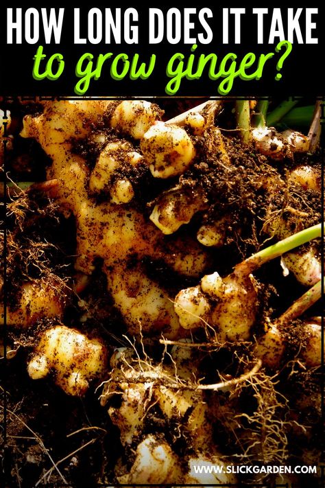 How Long Does It Take To Grow Ginger? How To Grow Ginger From Root, Growing Ginger From Root, Growing Ginger From Scraps, How To Grow Ginger Root At Home, How To Grow Ginger, Growing Turmeric, Grow Turmeric, Vegtable Garden, Crochet Cal