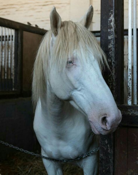 Perlino Horse, Cremello Horse, Cream Colored Paint, Albino Horse, Cream Horse, Grey Horses, Horse Heads, Paint Horses, Horse Reference