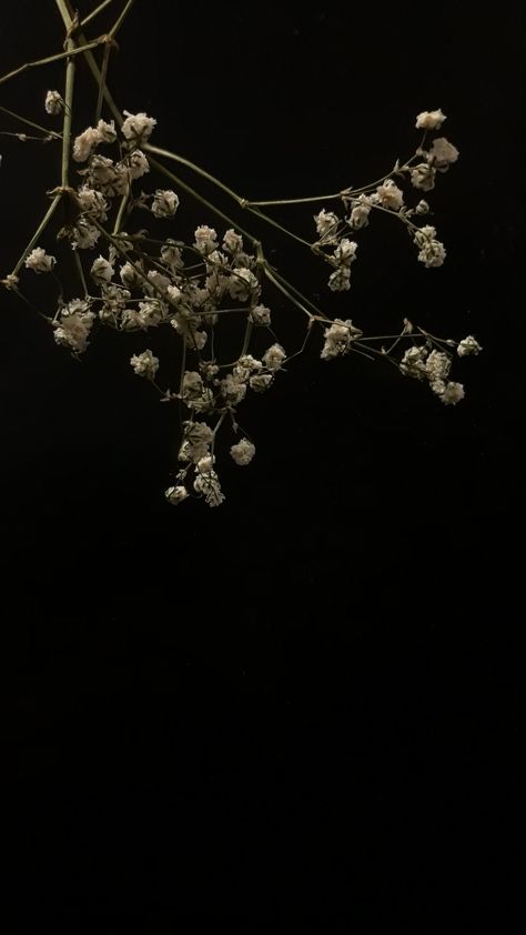 White Flower Black Background, Black Flower Wallpaper, Cool Screensavers, Black Flowers Wallpaper, Flowers On Black Background, Flowers Black Background, Witchy Wallpaper, Dark Flowers, Wallpaper Nature Flowers