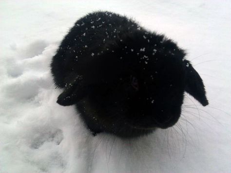 sweet bunny in the snow Cute Bunny Pictures, Black Bunny, Black Rabbit, Fluffy Bunny, Bunny Pictures, Pet Bunny, Pet Rabbit, Black Animals