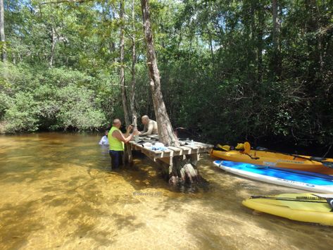 Kayaking Adventure on Rocky Creek, Niceville FL | Northwest Florida Outdoor Adventure Niceville Florida, Northwest Florida, Florida Life, Old Planes, Standup Paddle Board, Kayak Adventures, Picnic Spot, Cypress Trees, Summer Heat