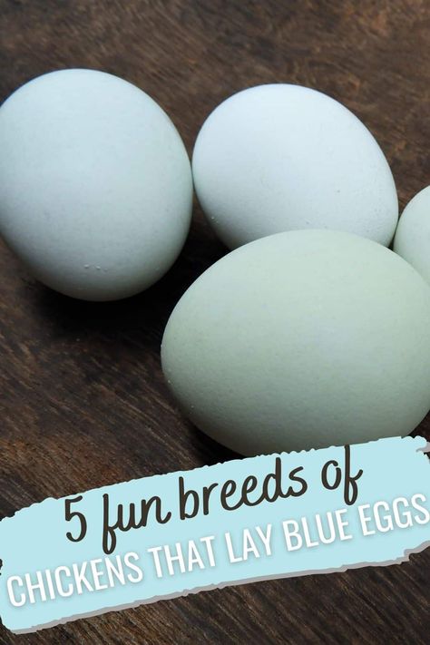 blue eggs Blue Americana Chicken, Lavender Americana Chicken, Iowa Blue Chickens, Rhode Island Blue Chicken, Production Blue Chicken, Saphire Gems Chicken Eggs, What Chickens Lay What Color Eggs, Blue Egg Laying Chickens, Blue Australorp Chickens