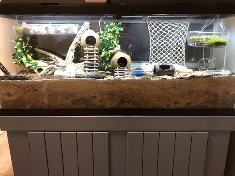 Hermit Crab Cage Ideas Diy, Hermit Crab Tank Setup, Crabitat Ideas Diy Hermit Crab Habitat, Hermit Crab Hideout Diy, 10 Gallon Hermit Crab Tank, Hermit Crab Cage, Hermit Crab Setup, Hermit Crab Accessories, Hermit Crab Homes