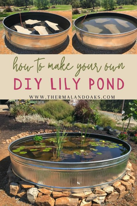 How to Make a Lily Pond Using a Stock Tank - Thermaland Oaks Stock Tank Koi Pond, Stock Tank Fish Pond, Minnow Pond, Water Trough Ponds, Stock Tank Garden, Greenhouse Pond, Porch Pond, Stock Tank Pond, Rv Garden