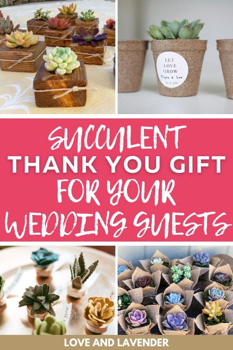 Wedding Favor Plant Ideas, Succulents As Wedding Favors, Succulent Gift Ideas Wedding Favors, Succulent Favors Bridal, Succulent Wedding Shower Ideas, Wedding Plant Gifts For Guests, Succulents For Wedding Favors, Succulent Party Favors Diy, Succulent Favors Wedding