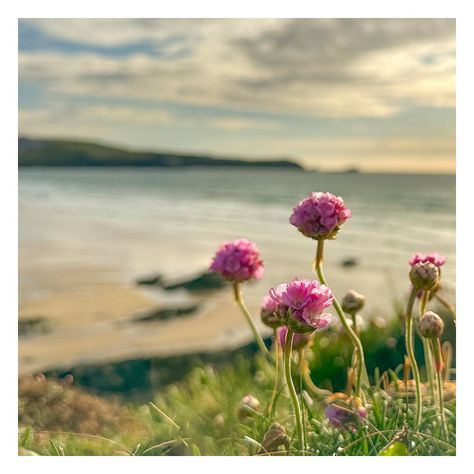 It’s always lovely when the Sea thrift starts to appear on the cliff tops around Newquay. This little patch is taken from the coast path above North Fistral, looking across to Pentire Headland. #seathrift #seapinks #clifftopflowers #springcoastalflowers #coastalflowers #coastpathflowers #flowerphotography #coastphotography Sea Thrift, Fistral Beach, The Cliff, Flower Photography, Flower Tops, Spring Flower, The Coast, Flowers Photography, Cornwall