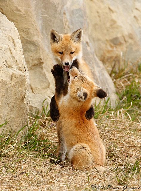 Fox Playing, Fox Facts, Fantastic Fox, Fabulous Fox, Fox Pictures, Fox Spirit, Pet Fox, Fox Art, Baby Fox