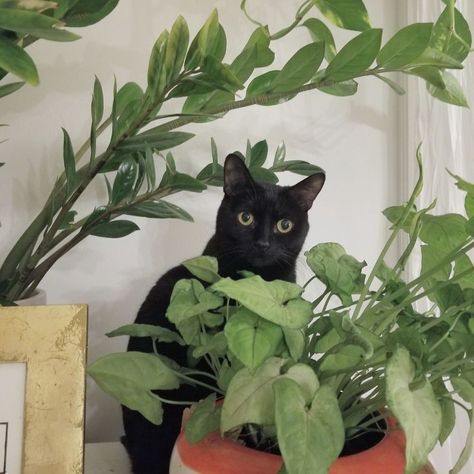 Cat With Plants, Cat And Plants, Black Cat Aesthetic, Cat Plants, A Black Cat, Cute Black Cats, Cat Cute, Cat Aesthetic, Plant Mom