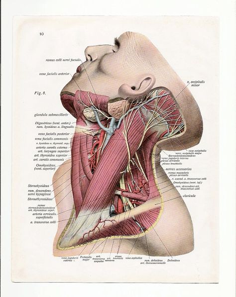 2 Vintage Illustrations Print medical 1933 skull skeleton anatomical anatomy page nude human body old anatomic freak diagram bones brain Basic Anatomy And Physiology, Diagram Chart, Human Body Anatomy, Old Plates, Human Anatomy Art, Medical Anatomy, Vintage Medical, Body Anatomy, Antique Illustration