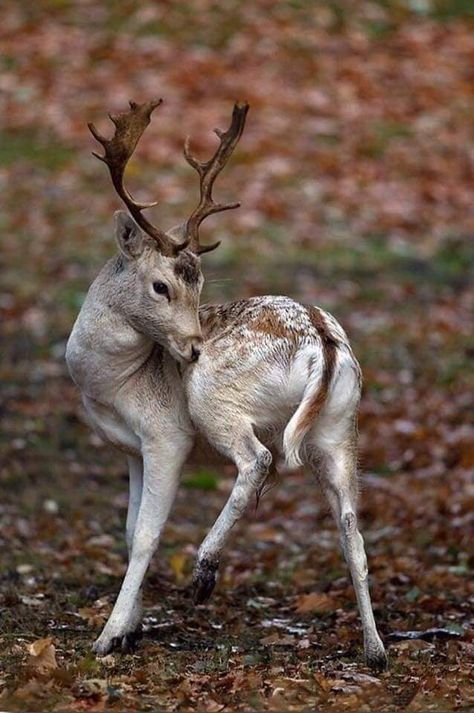 Deer Farm, Tier Tattoo, Fallow Deer, Animal Study, Interesting Animals, Rare Animals, Pretty Animals, Majestic Animals, Wildlife Animals